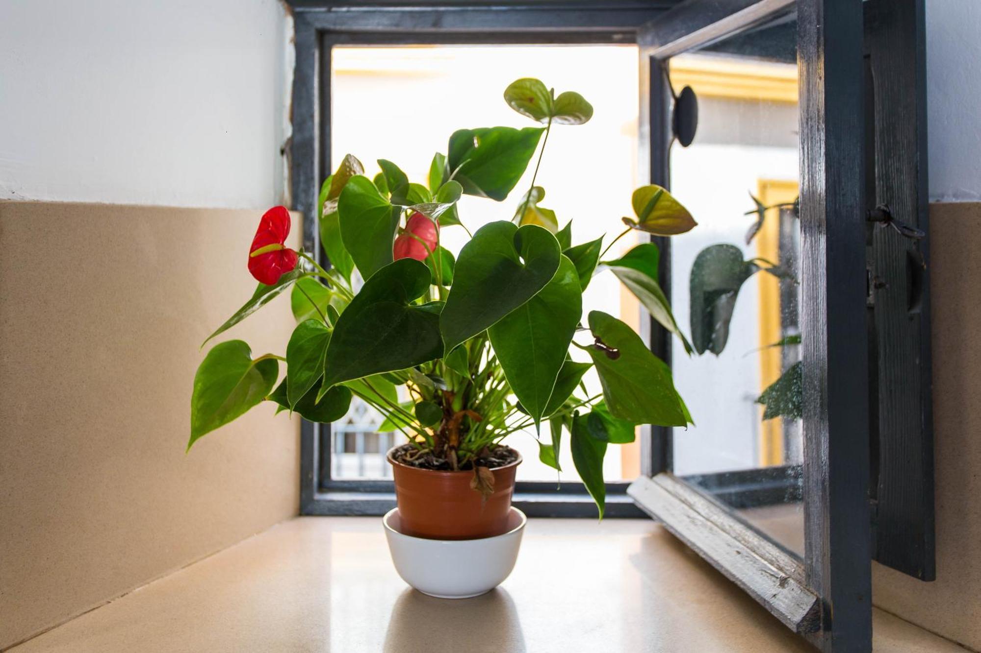 Apartamento Corral del Conde Sevilla Habitación foto